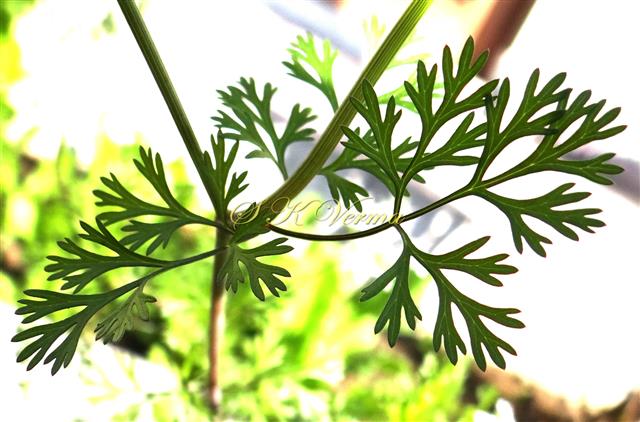  Middle and Upper leaves
